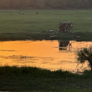 Nilo sunset